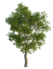 Fototapeta premium Corymbia calophylla tree, front view, cutout, transparent background, isolate, A lush green tree with a slender trunk and dense foliage.