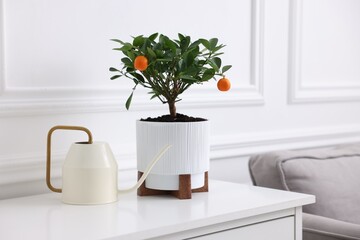Potted tangerine tree and watering can on white cabinet indoors, space for text
