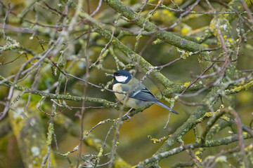 Cute great tit on a branch, great tit hiding among twigs, branches with lichen, green background, trees in the background, bird with black head on a tree, Parus major