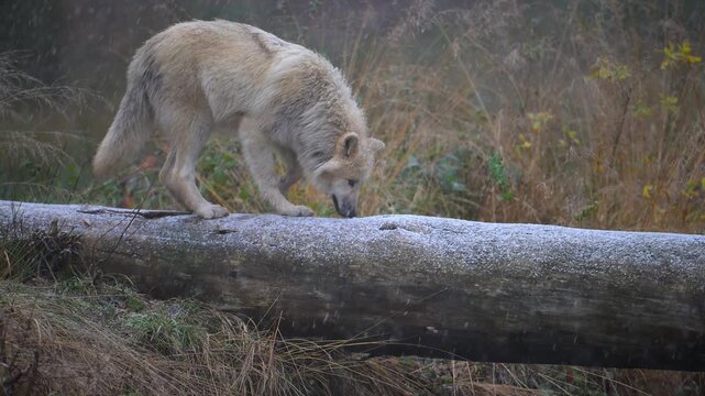 Ein Wolf balanciert auf einem nassen Baumstamm, Arktischer Wolf (Canis lupus arctos), Deutschland, Europ