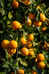 Abstract image of ripe oranges on tree in Portugal