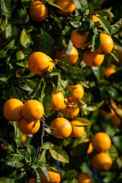 Abstract image of ripe oranges on tree in Portugal
