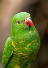 retrato de un loro de color verde con pico rojo
