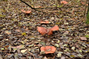Mushrooms with burgundy caps growing in a semicircle.