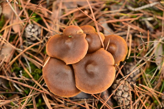 Mushrooms with burgundy caps growing in a pile.