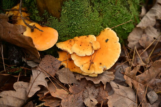 Chanterelle mushrooms with bright orange caps at the base of a mossy stump.