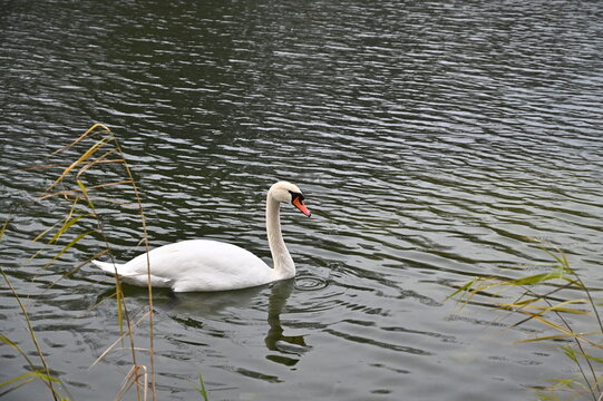 White swan on a pond in November.