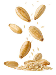 Obraz premium Falling Oat Grains on a Pile Isolated on White.
