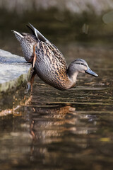 Brown female duck jumps into the water of a pond in Germany, Europe