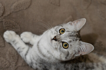 Portrait of a British Shorthair tabby cat lying on a blanket