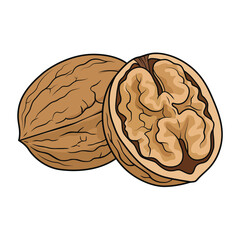 Two walnuts: one whole in shell and one cracked half showing kernel, vector illustration isolated on white.
