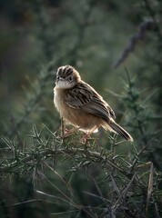 pajaro pequeño sobre una rama de espinas