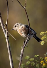 pajaro pequeño posado en una rama