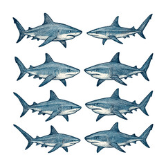 Vintage Hand Drawn Engraving Set of Sharks and Predators