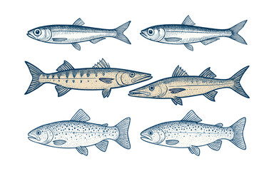 Vintage Engraving of Sardine Barracuda and Trout Fish