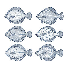 Flounder and Halibut Flatfish Vintage Sketch Illustration