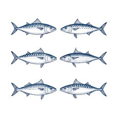 Atlantic Mackerel Fish Vintage Engraving Illustration
