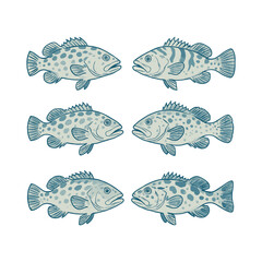 Spotted Grouper or Sea Bass Vintage Fish Illustration