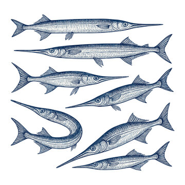 Needlefish and Garfish Vintage Hand Drawn Sketch Set