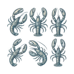Lobster and Crayfish Vintage Hand Drawn Engraving Illustration
