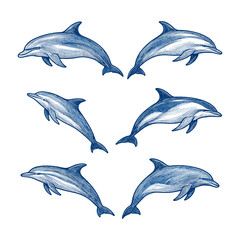 Dolphin Line Art Collection in Blue