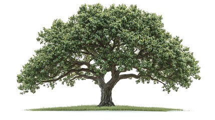 Obraz premium Natural landscape single oak tree high resolution picture