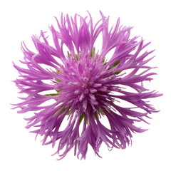 Obraz premium Purple Flower Blooms in a Garden Under Bright Sunlight During Spring Season