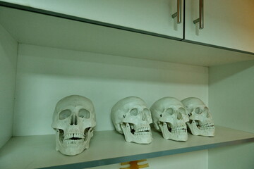 Human skull models on shelf in clinical lab setting, arranged for anatomy study or medical training.