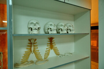 Human skull models on shelf in clinical lab setting, arranged for anatomy study or medical training.