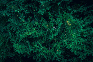 A close up of green White Cedar Thuja branches
