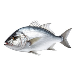 Obraz premium Detailed illustration of a silver fish isolated on a black background.