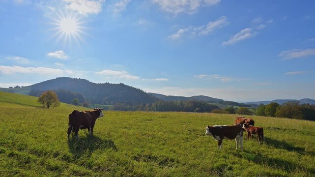 Weite gr&uuml;ne Wiesen, K&uuml;he stehen auf der Weide, grasen unter strahlender Sonne und klarem Himmel  V&ouml;ckelsbach, M&ouml;rlenbach, Landkreis Bergstrasse, Odenwald, Hessen, Deutschland, Europa 