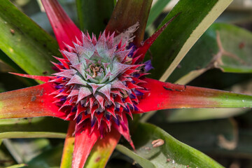 Pineaple Plant Growing Wild in a Rainforest, Vietnam