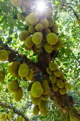 Durian Fruit on a Tree