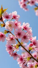 Obraz premium Stunning close-up of vibrant pink cherry blossoms blooming against a clear bright blue spring sky