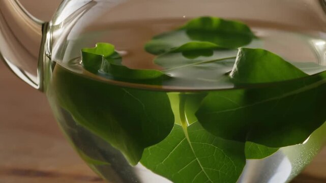 Fresh bacopa monnieri green leaves steeping in transparent glass teapot with warm natural lighting