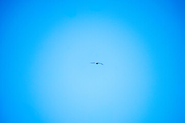 Fototapeta premium Eagle flying high in the sky