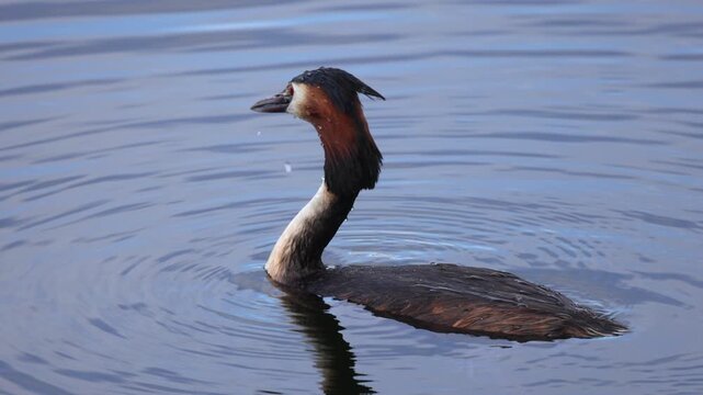 The great crested grebe (Podiceps cristatus) is an excellent swimmer and diver. Slow motion 4K video, selective focus on bird's eye