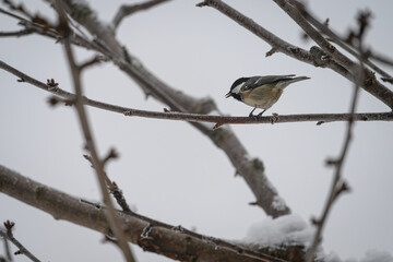 Fototapeta premium Great tit bird on a twig outside in winter. 