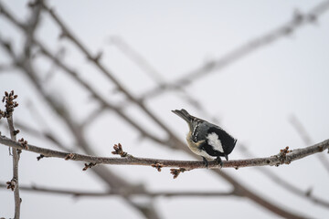 Great tit bird on a twig outside in winter.

