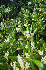 トベラの花と葉