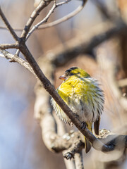 Eurasian siskin male, latin name spinus spinus, sitting on branch of tree. Cute little yellow songbird.