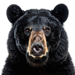 Striking close-up portrait of an American black bear against a dark background.