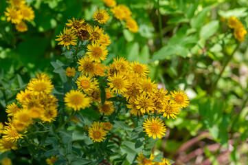 Inula spiraeifolia spirea-leaved fleabane flowers in bloom, beautiful summer autumn yellow flowering ornamental plant