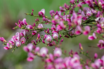 Cytisus scoparius scotch broom ornamental flowers in bloom, purple pink bright color flowering plant