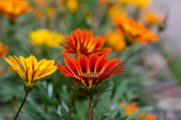 Gazania rigens splendens, treasure flower, talent mix, daybreak bronze in bloom, bright orange ornamental flowering plant