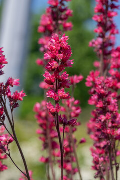 Heuchera sanguinea coral bell beautiful ornamental spring flowering plant, bright red flower in bloom