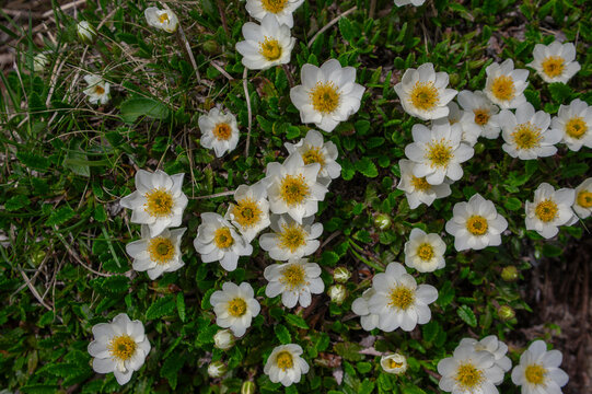 Dryas octopetala eightpetal mountain avens flowering plant, bright white dryad in bloom with green leaves on stones