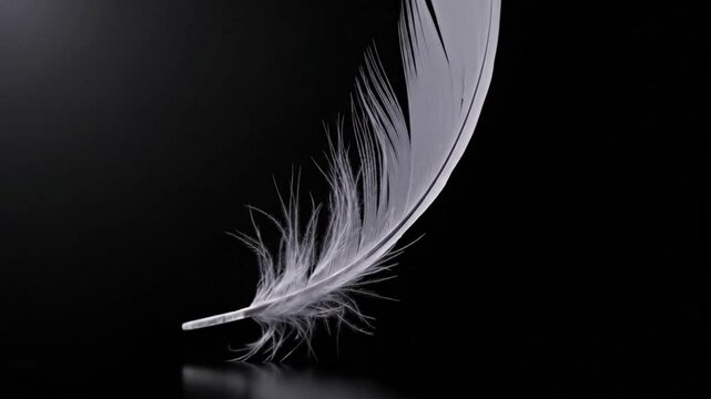 White Feather Gently Falling and Landing on Reflective Black Surface