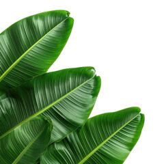 Vibrant Green Banana Leaves Set Against a Stark Black Background